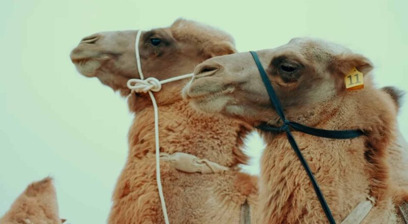Two Wild Camels in a screenshot from the video Echoes Across the Gobi