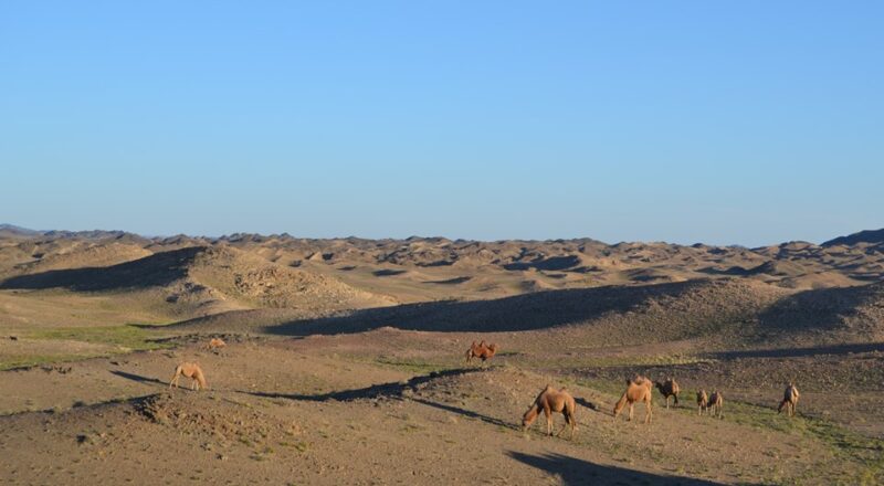 Gobi desert view with wild camels