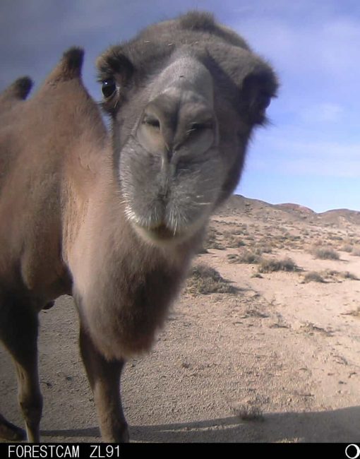 Breaking News! The Wild Camel, Camelus ferus, reclassified as ENDANGERED