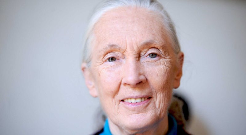 Dr Jane Goodall DBE 1934-2025