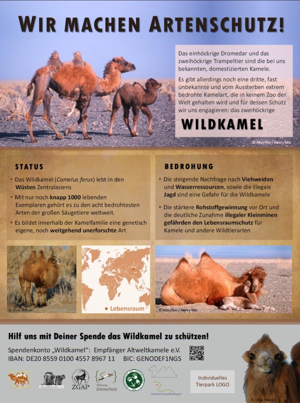 Wildkamel-Plakat