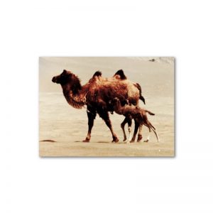 Wild Camel postcards