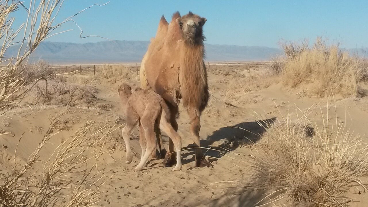 New wild camel calves at Zakhyn Us