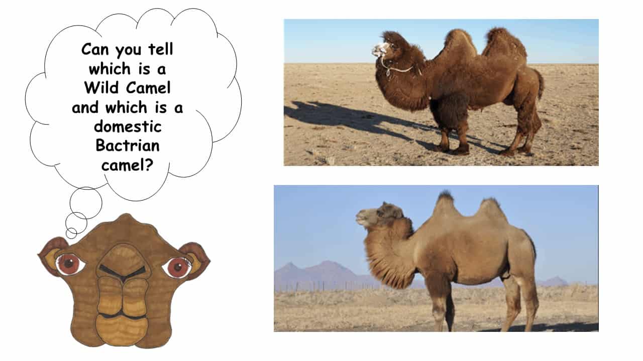 How to Spot a Wild Camel | The Wild Camel Protection Foundation