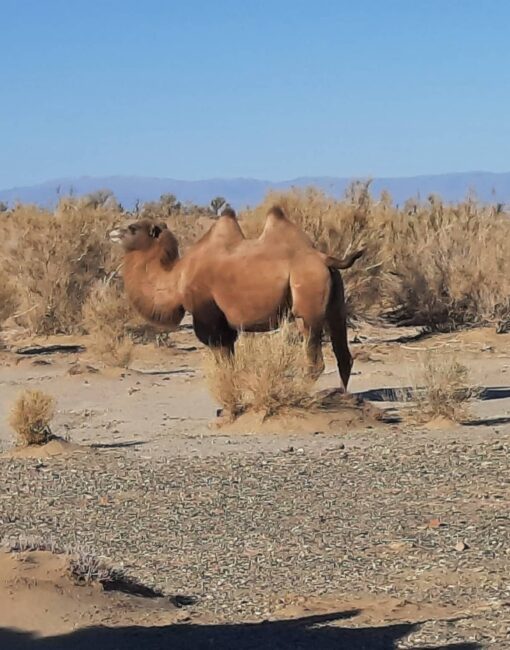 Wild Camel Update