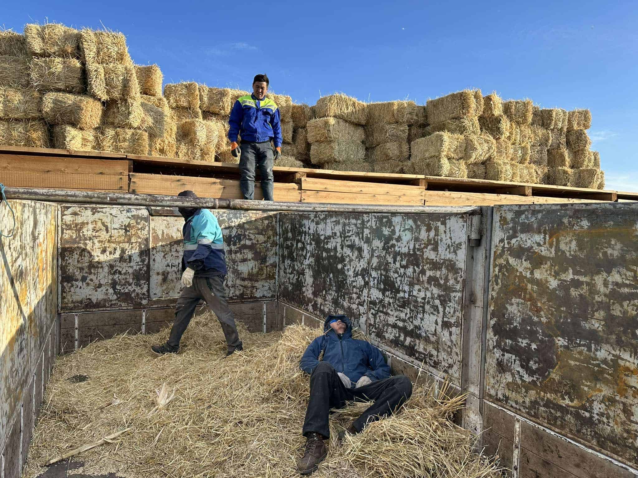 Hay Delivery at Toli Bulag