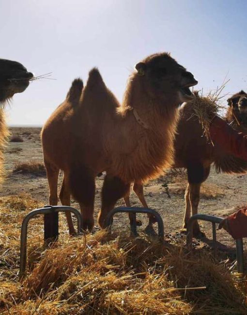 Camelus Ferus: The Forgotten Species on the Brink – published in Caravanserai, Issue 8